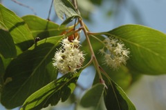 ?Terminalia 1