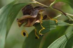 Acacia auriculiformis 3