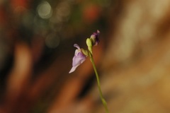 Utricularia 2