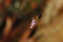 Utricularia 3