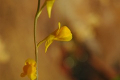 Utricularia 4
