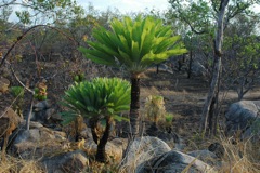 Cycas conferta 1