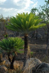 Cycas conferta 3