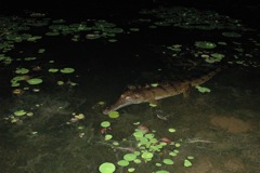 Freshwater crocodile 1