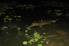 Freshwater crocodile 2