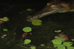 Freshwater crocodile 3