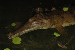 Freshwater crocodile 5