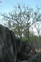 Brachychiton megalophyllus Pine Ck 3