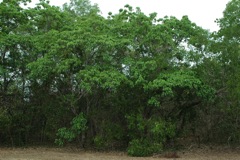 Sterculia quadrifida East Pt 1