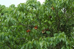 Sterculia quadrifida East Pt 2