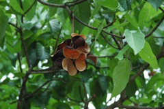 Sterculia quadrifida East Pt 3