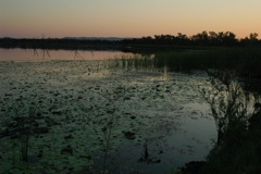 Sunset Kununurra lake 1