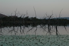 Sunset Kununurra lake 2