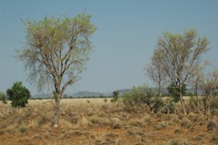 Legume savannah 2